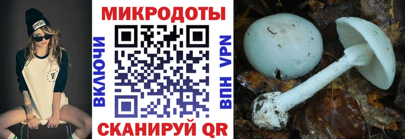 Псилоцибиновые грибы Cubensis  даркнет сайт  Конаково 